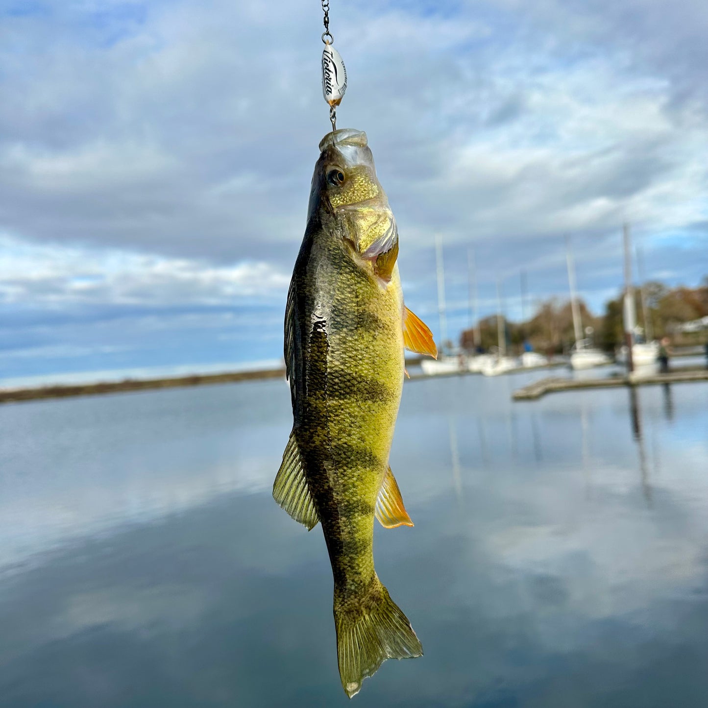 Cerveza Victoria Beer Bottle Cap Lure